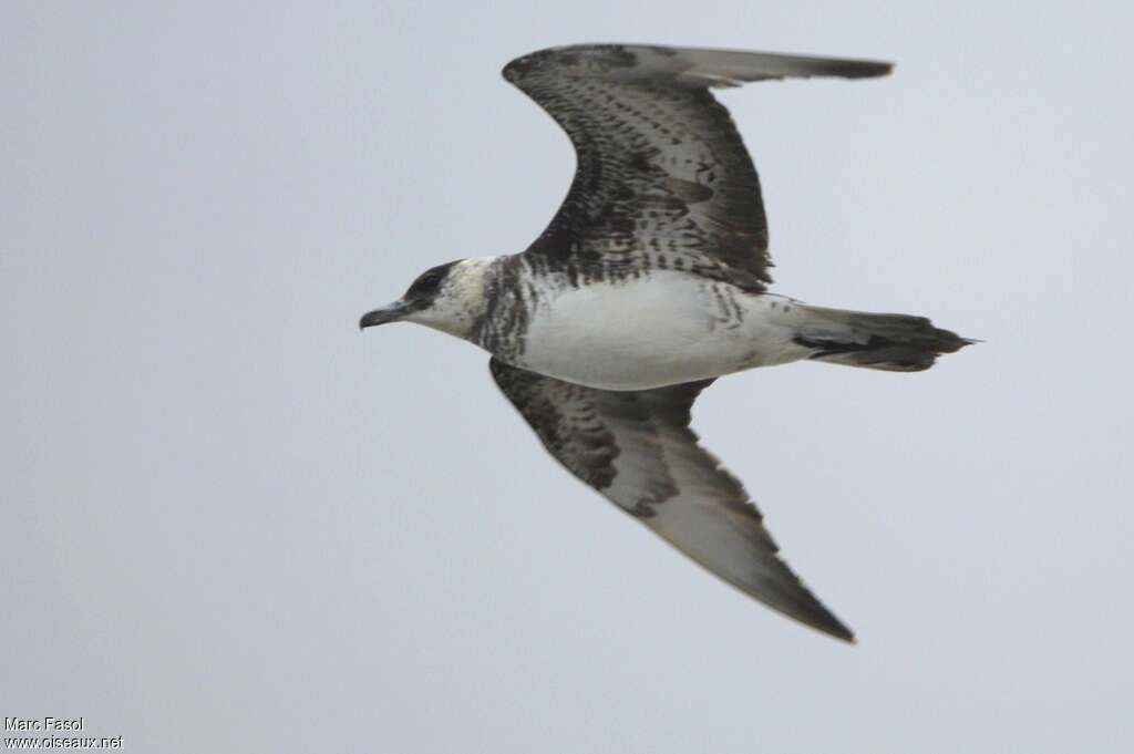 Pomarine JaegerThird  year, pigmentation, Flight