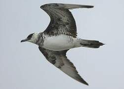 Pomarine Jaeger