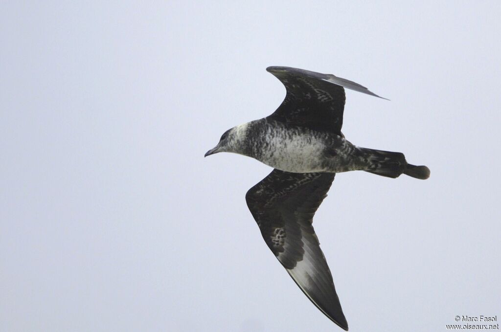 Pomarine JaegerThird  year, Flight