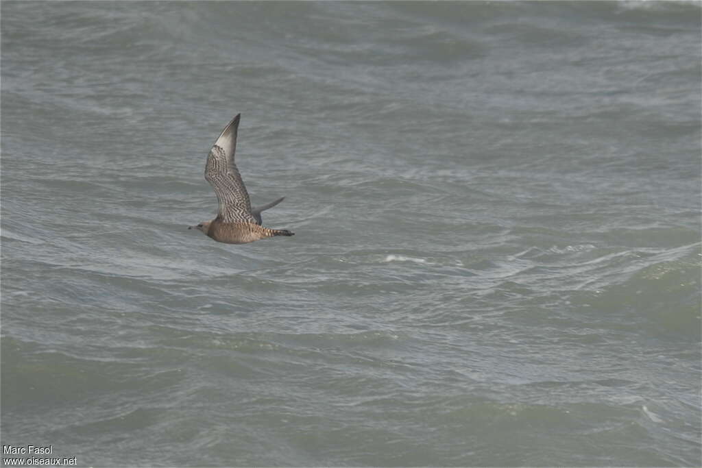 Pomarine JaegerFirst year, habitat, Flight