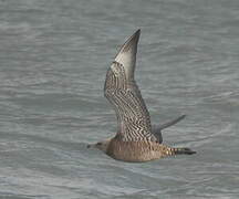 Pomarine Jaeger