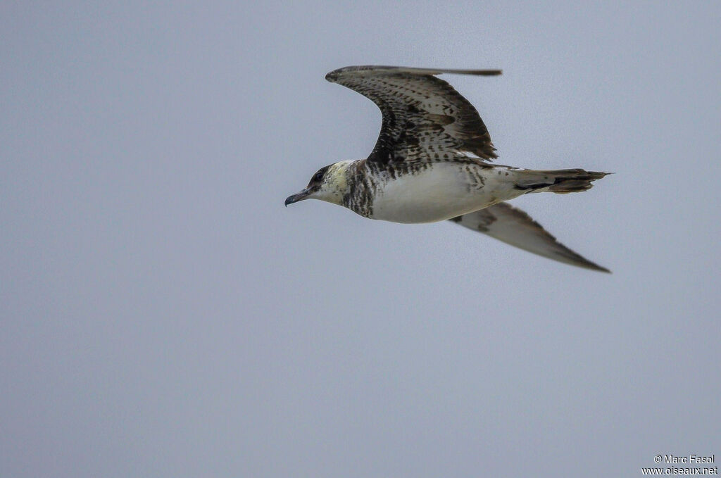 Pomarine JaegerThird  year, moulting, Flight