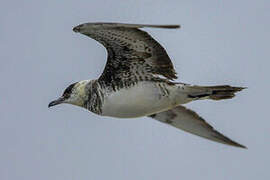 Pomarine Jaeger