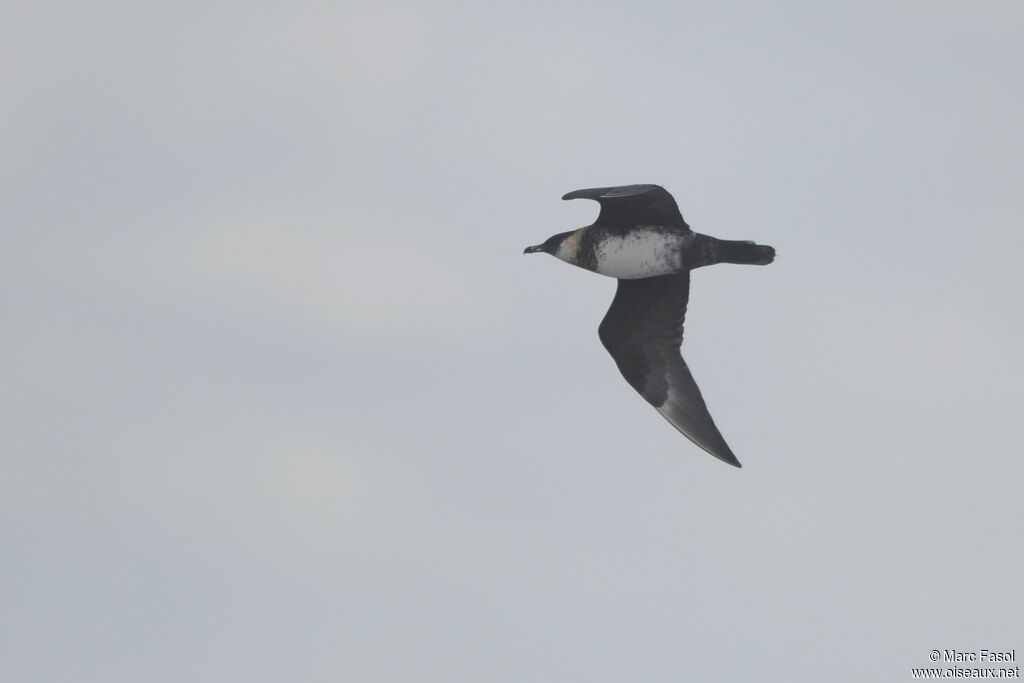 Pomarine Jaegersubadult, Flight