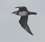 Pomarine Jaeger