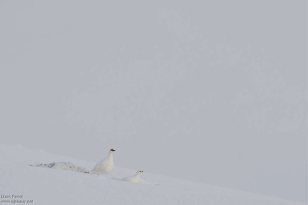 Lagopède alpinadulte internuptial, camouflage