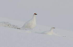 Rock Ptarmigan