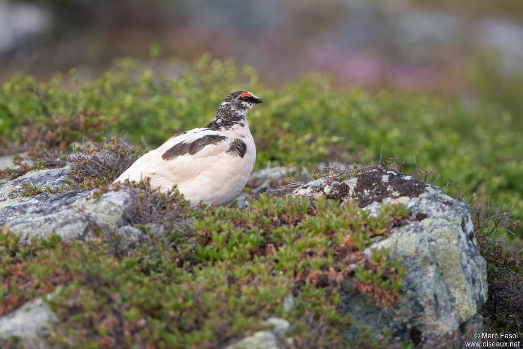 Rock Ptarmigan male adult transition, identification