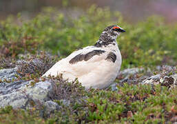 Rock Ptarmigan