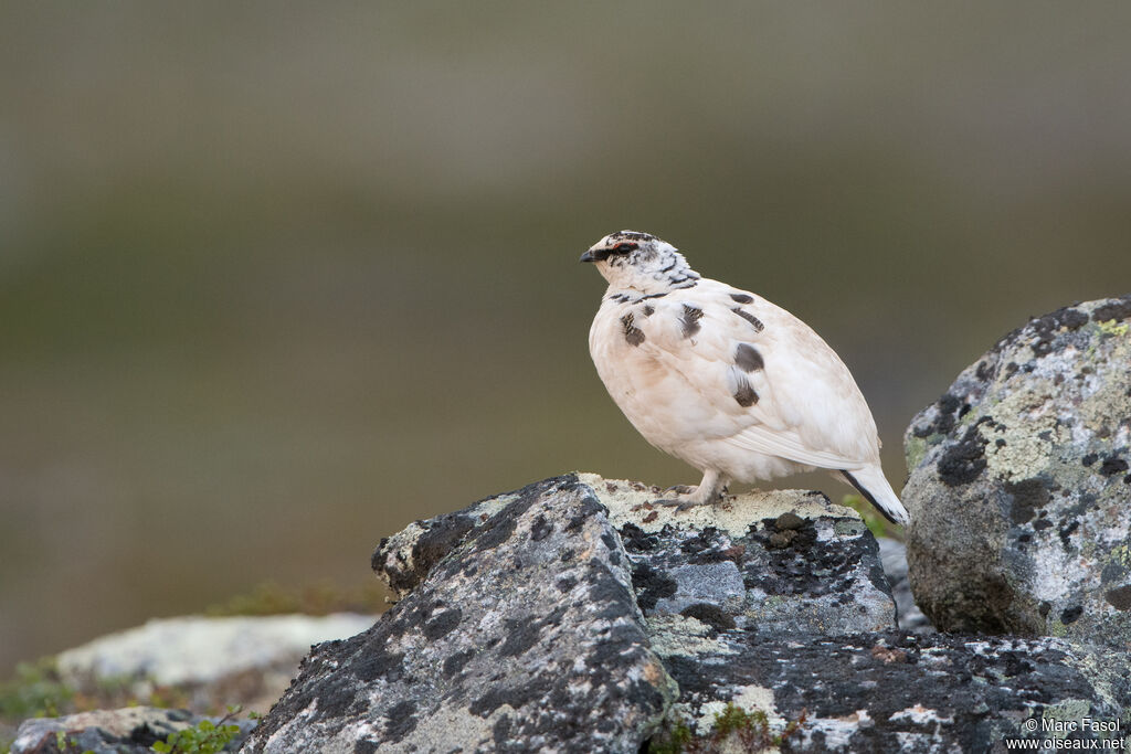 Rock Ptarmigan female adult transition, habitat, camouflage