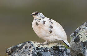 Rock Ptarmigan