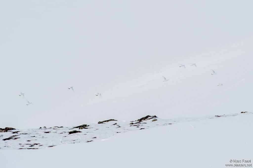 Lagopède alpin, camouflage, Vol