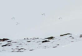 Rock Ptarmigan