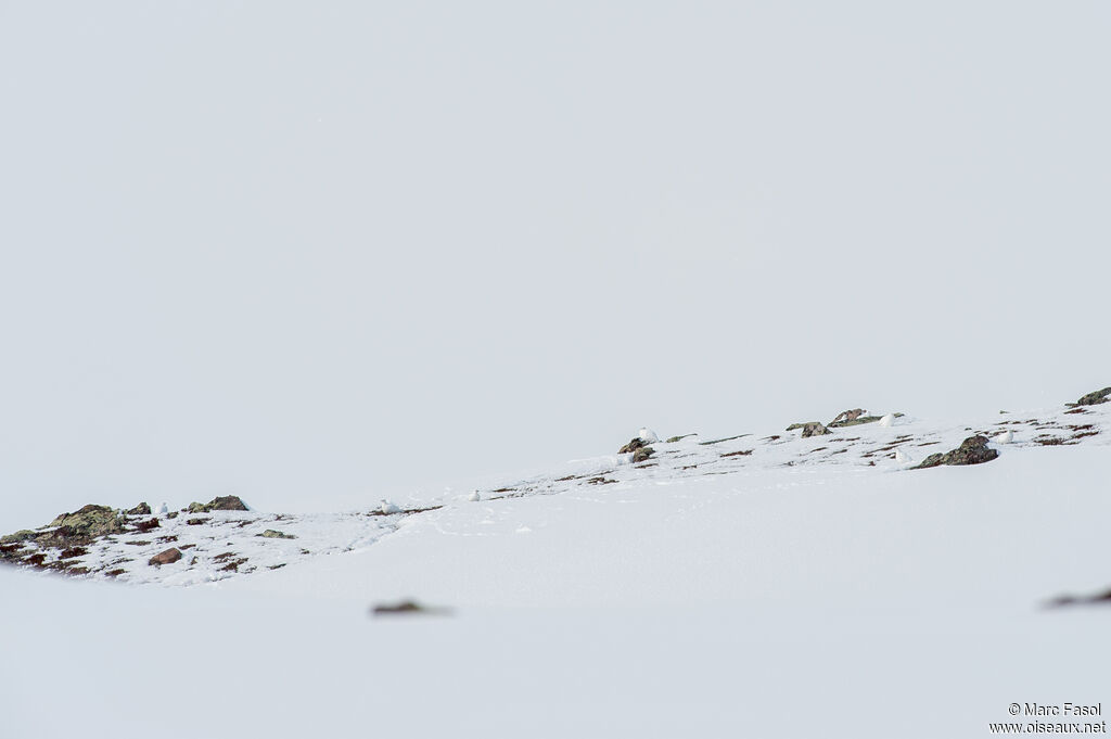 Rock Ptarmigan, habitat, camouflage