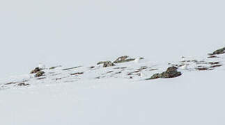 Rock Ptarmigan