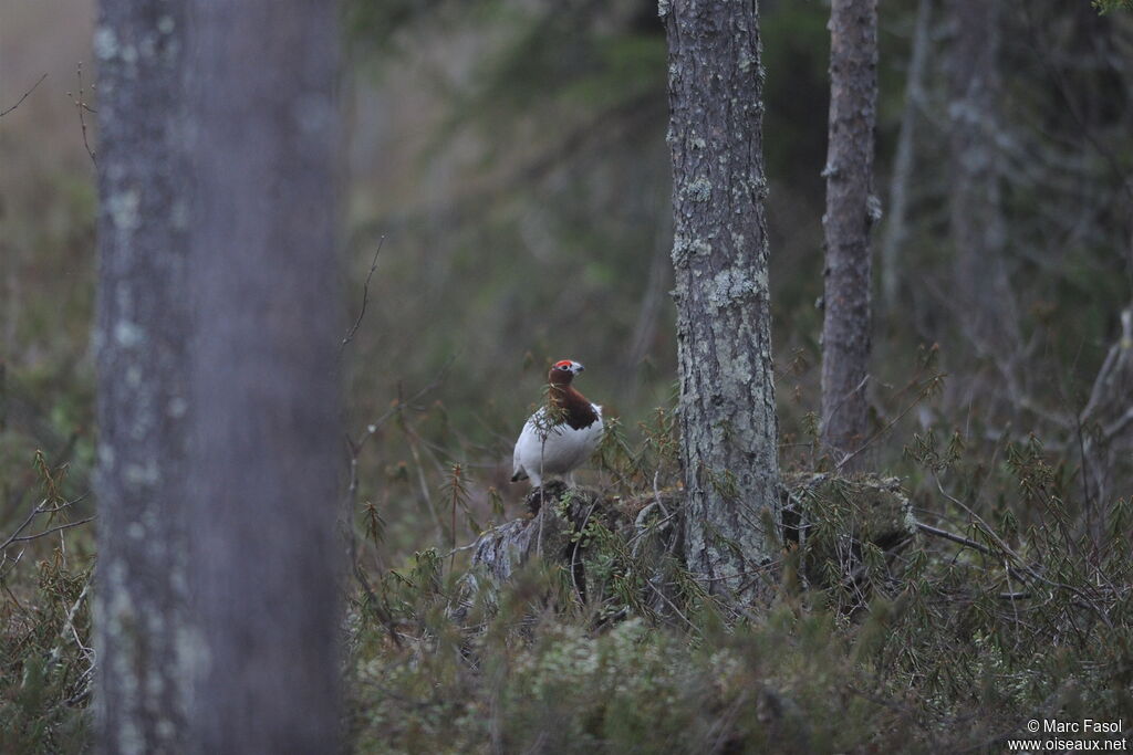 Willow Ptarmigan male adult, identification, Behaviour