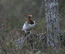 Willow Ptarmigan