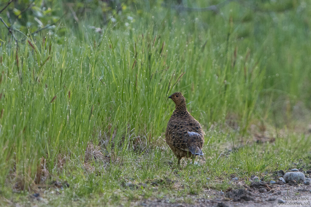 Willow Ptarmigan female adult, identification