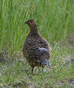 Willow Ptarmigan