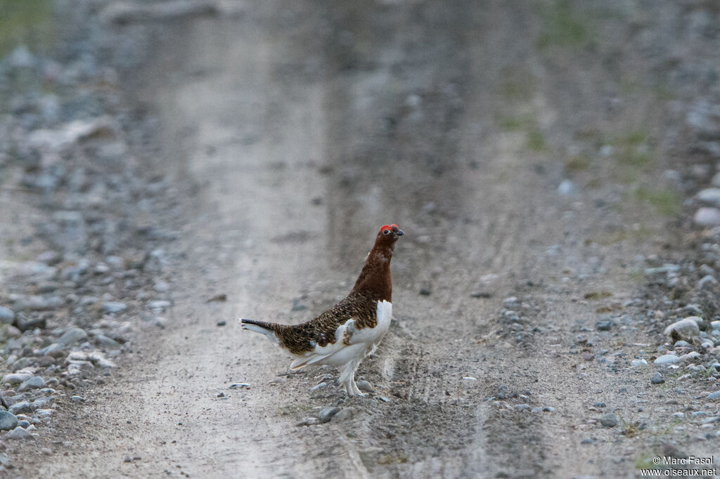 Willow Ptarmigan male adult breeding, identification