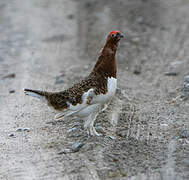 Willow Ptarmigan