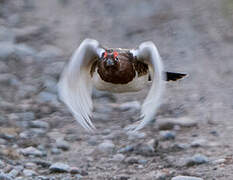 Willow Ptarmigan