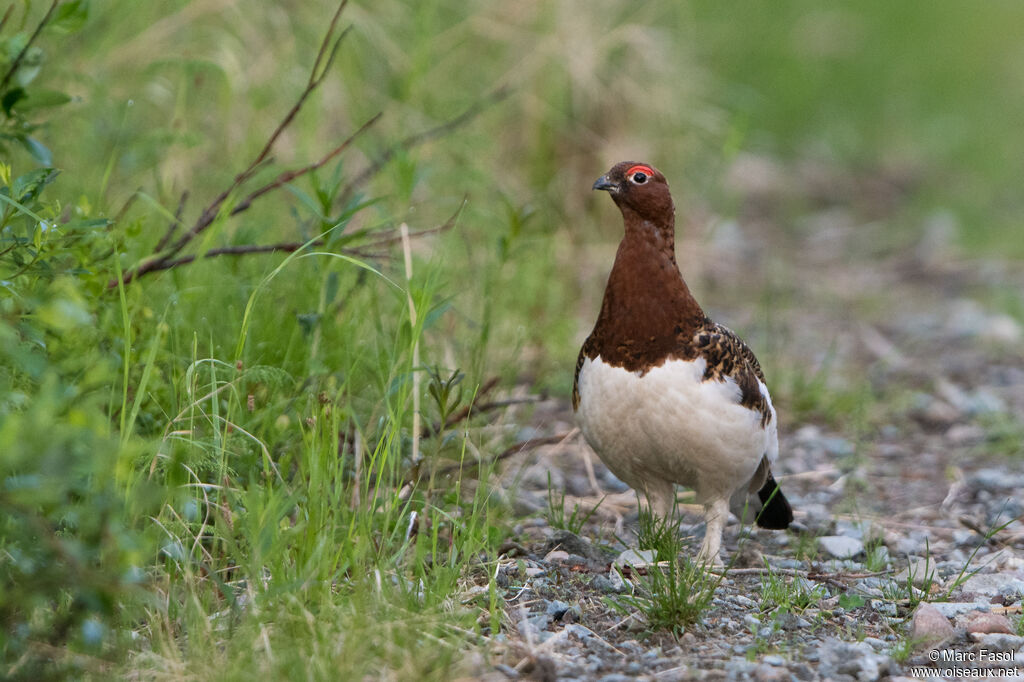 Lagopède des saules mâle adulte nuptial, identification