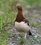 Willow Ptarmigan