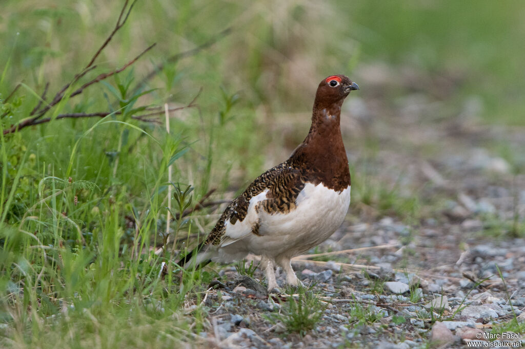 Willow Ptarmigan male adult breeding, identification