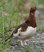 Willow Ptarmigan