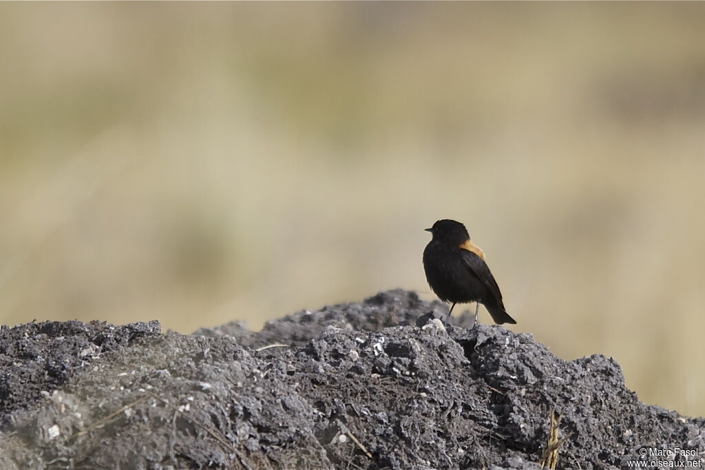 Lessonie des Andes mâle adulte, identification