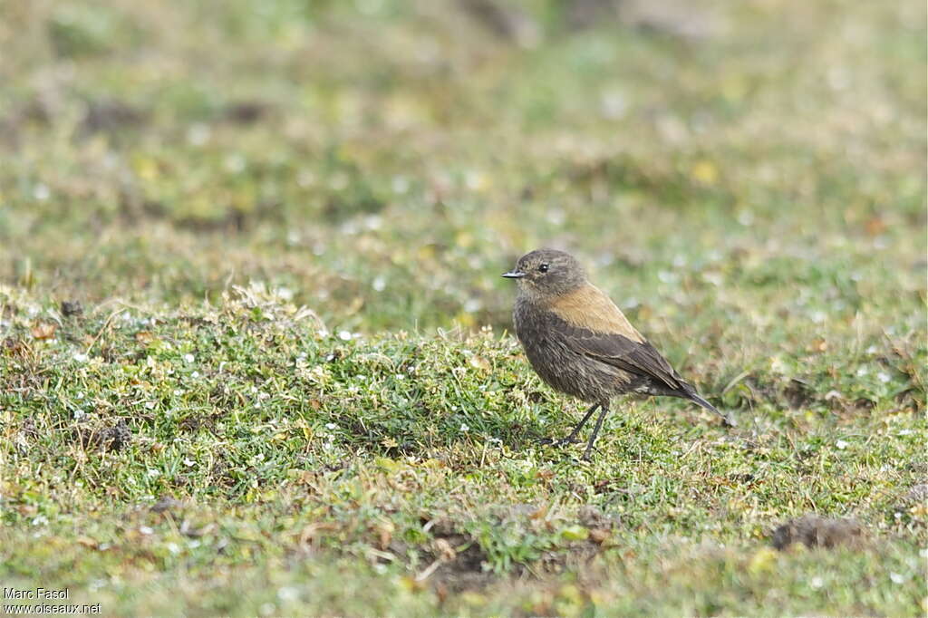 Andean Negrito female adult