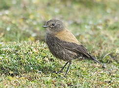 Andean Negrito