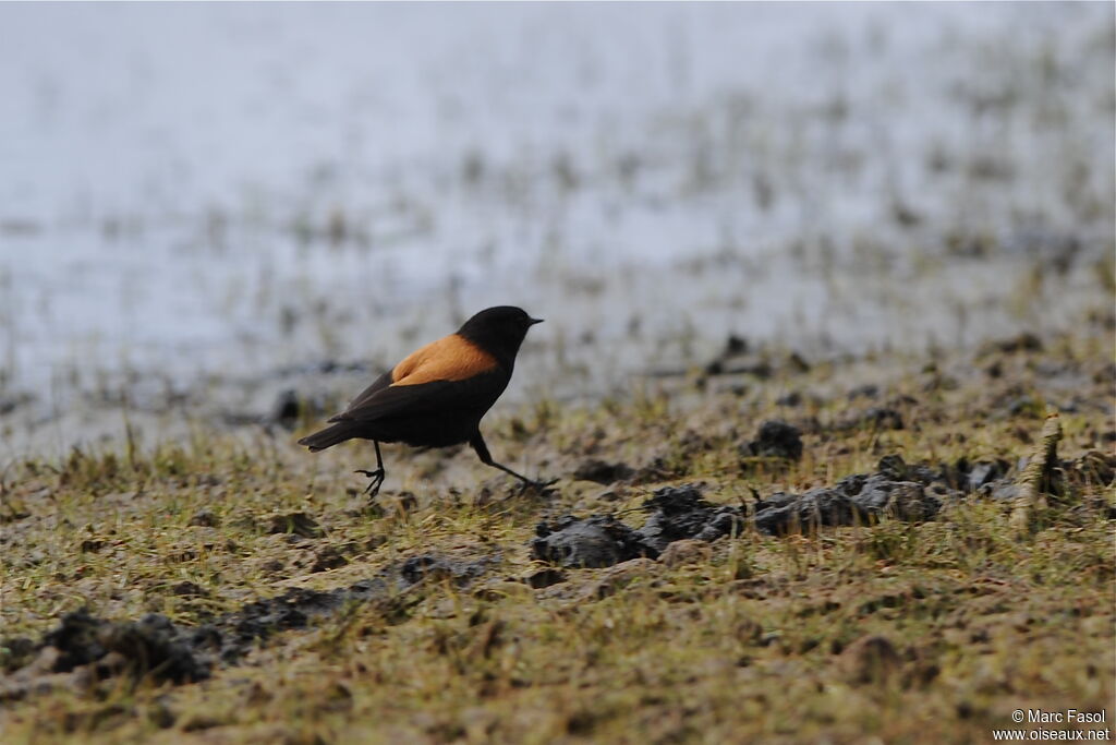 Andean Negrito male, identification, Behaviour