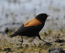 Andean Negrito