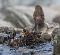 Twite