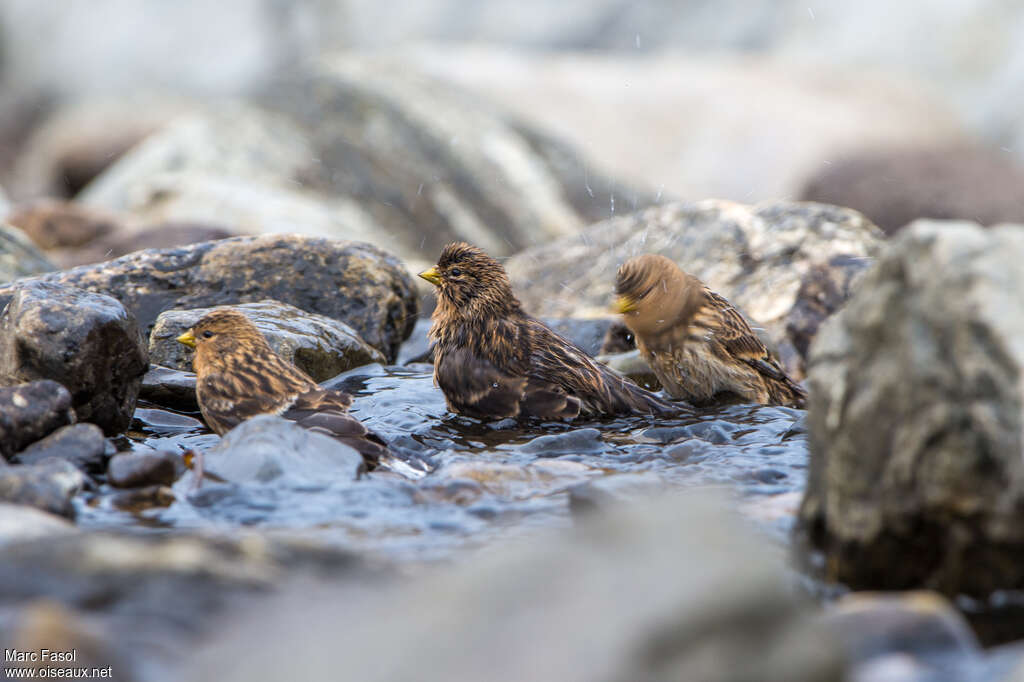 Twite, care, pigmentation