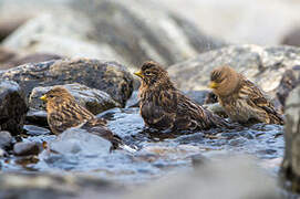 Twite