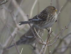 Twite