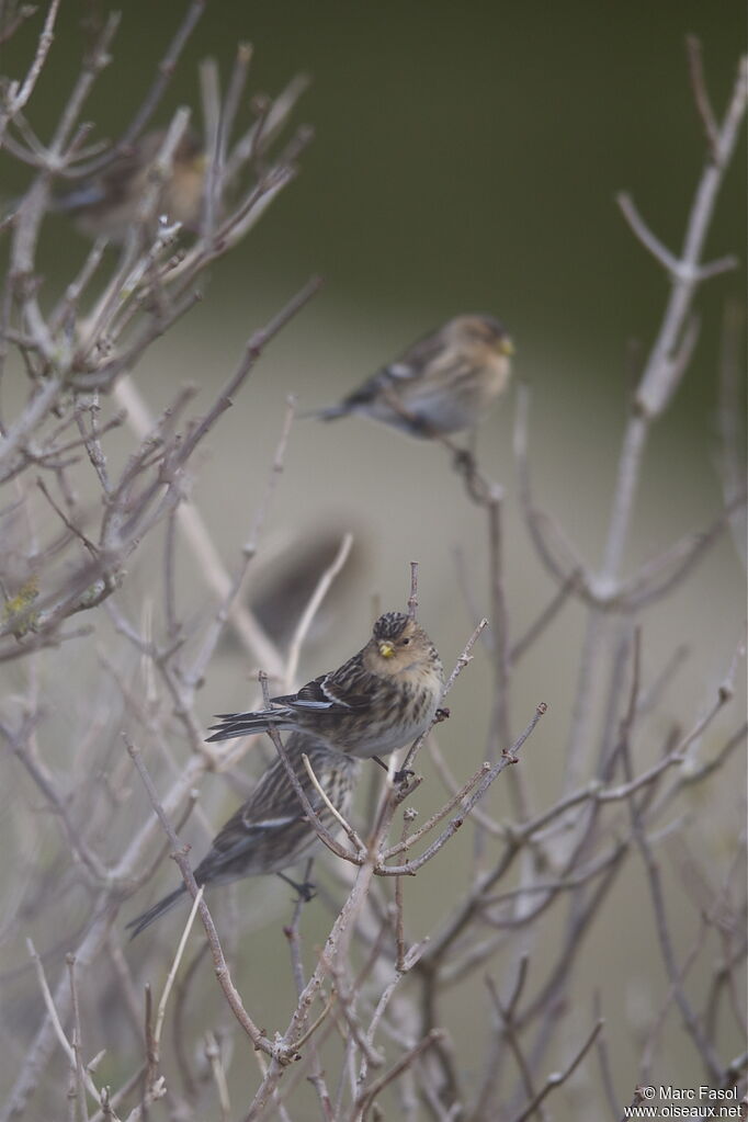 Twite, identification