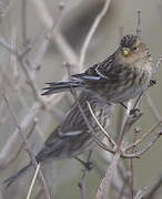 Twite