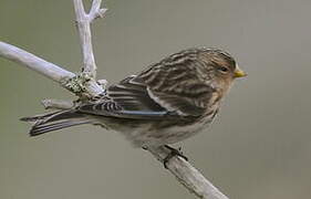 Twite