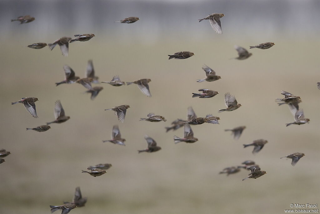 Twite, Flight