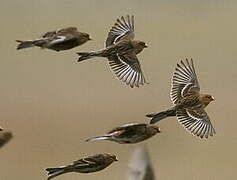 Twite