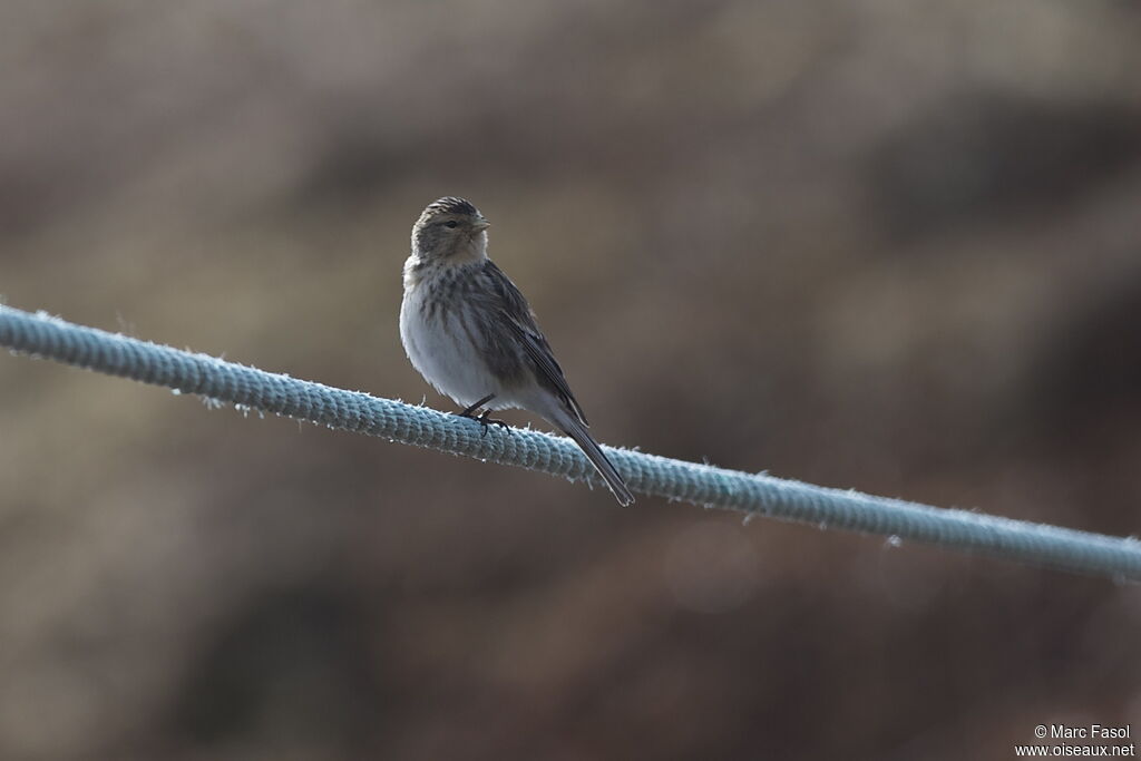 Twite male adult breeding, identification