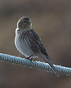 Twite