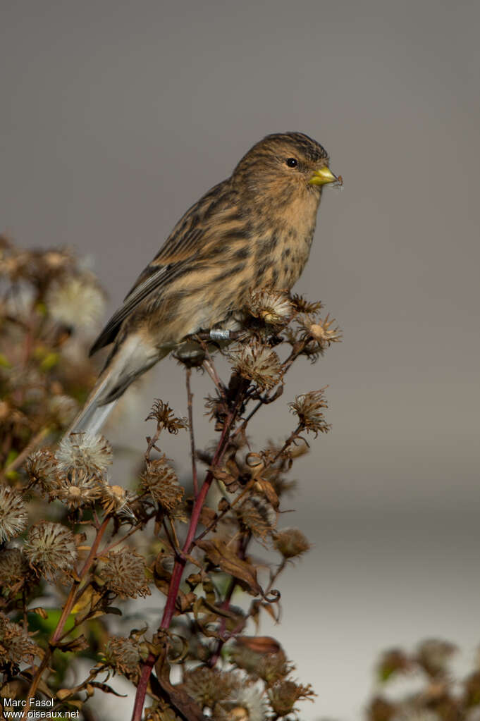 Twiteadult, feeding habits, eats