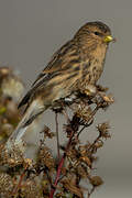 Twite