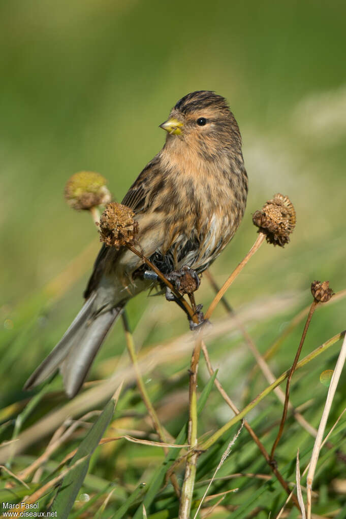 Linotte à bec jauneadulte, régime, mange