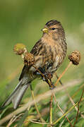 Twite